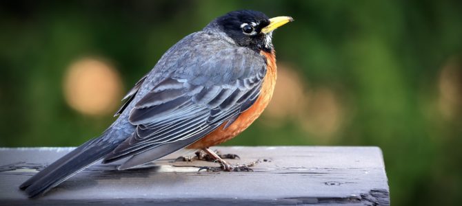 The Story Of An Unusual Bird The Story Of An Unusual Bird